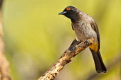 African red-eyed bulbul - Pycnonotus nigricans Bulbul,African Red-eyed Bulbul,Pycnonotus nigricans,passeriformes,Pycnonotidae