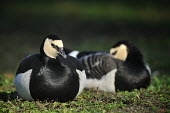 Barnacle goose - Branta leucopsis oca facciabianca,Branta leucopsis,Goose,Barnacle Goose,italy,Ducks, Geese, Swans,Anatidae,Waterfowl,Anseriformes,Chordates,Chordata,Aves,Birds,Tundra,Ponds and lakes,Agricultural,IUCN Red List,Wetland