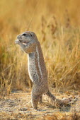 Cape ground squirrel - Xerus inauris etosha,namibia,squirrel,Xerus inauris,Cape ground squirrel,ground squirrel,Mammalia,Mammals,Squirrels, Chipmunks, Marmots, Prairie Dogs,Sciuridae,Rodents,Rodentia,Chordates,Chordata,Terrestrial,Least