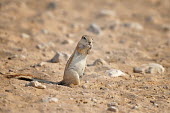 Cape ground squirrel - Xerus inauris etosha,namibia,squirrel,Xerus inauris,Cape ground squirrel,ground squirrel,Mammalia,Mammals,Squirrels, Chipmunks, Marmots, Prairie Dogs,Sciuridae,Rodents,Rodentia,Chordates,Chordata,Terrestrial,Least