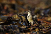 Cape wagtail - Motacilla capensis cape wagtail,motacilla capensis,passeriformes,motacillidae,namibia
