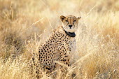 Cheetah - Acinonyx jubatus namibia,africa,felino,ghepardo,ghepard,Acinonyx jubatus,Cheetah,Chordates,Chordata,Carnivores,Carnivora,Mammalia,Mammals,Felidae,Cats,jubatus,Savannah,Appendix I,Africa,Acinonyx,Critically Endangered,