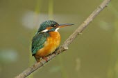 Common kingfisher - Alcedo atthis martin pescatore,Alcedinidae,Coraciiformes,Kingfisher,Common Kingfisher,Alcedo atthis,Aves,Birds,Chordates,Chordata,Rollers Kingfishers and Allies,Kingfishers,Wetlands,Streams and rivers,Flying,Carniv