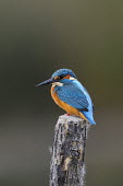 Common kingfisher - Alcedo atthis Common Kingfisher,Alcedo atthis,martin pescatore,Alcedinidae,Coraciiformes,Kingfisher,Aves,Birds,Chordates,Chordata,Rollers Kingfishers and Allies,Kingfishers,Wetlands,Streams and rivers,Flying,Carniv