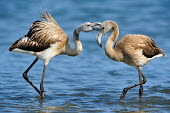 Greater Flamingo - Phoenicopterus roseus Walvis Bay,namibia,fenicotteri,fenicottero,flamingo,Greater Flamingo,Phoenicopterus roseus,Phoenicopteridae,Phoenicopteriformes,Ciconiiformes,Herons Ibises Storks and Vultures,Chordates,Chordata,Flami
