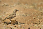 Grey-backed Sparrow-Lark - Eremopterix verticalis passeriformes,alaudidae,eremopterix verticalis,grey-backed sparrow-lark,etosha,namibia,africa