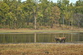 Sambar Deer - Rusa unicolor indian muntjac,muntiacus muntjak,red muntjac,common muntjac,barking deer,india,bandhavgarh national park,deer,artiodactyla,cervidae,Cervidae,Deer,Chordates,Chordata,Even-toed Ungulates,Artiodactyla,Ma