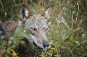 Italian wolf - Canis lupus italicus eurasian wolf,canis lupus lupus,wolf,lupo appenninico,lupo italiano,italian wolf,lupo,abruzzo,canidae,carnivora,mammalia,mammals