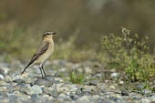 Northern Wheatear - Oenanthe oenanthe Oenanthe oenanthe,culbianco,Non-breeding plumage,Passeriformes,Muscicapidae,Old World Flycatchers,Aves,Birds,Perching Birds,Chordates,Chordata,North America,Africa,Rock,Least Concern,Flying,Europe,Asi