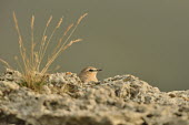 Northern Wheatear - Oenanthe oenanthe oenanthe oenanthe,culbianco,non-breeding plumage,passeriformes,muscicapidae,Old World Flycatchers,Muscicapidae,Aves,Birds,Perching Birds,Passeriformes,Chordates,Chordata,North America,Africa,Rock,Leas