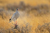 Pale Chanting Goshawk - Melierax canorus falconiformes,Accipitridae,etosha,namibia,Melierax canorus,goshawk,Pale Chanting Goshawk