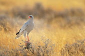 Pale Chanting Goshawk - Melierax canorus falconiformes,Accipitridae,etosha,namibia,Melierax canorus,goshawk,Pale Chanting Goshawk