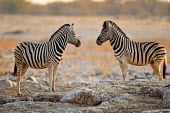 Plains zebra - Equus quagga etosha,namibia,africa,zebra,Plains zebra,Equus quagga,Least Concern,quagga,Streams and rivers,Mammalia,Perissodactyla,Ponds and lakes,Equidae,Equus,Africa,Terrestrial,Savannah,Herbivorous,Temporary wa