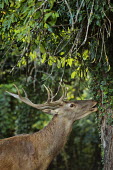 Red deer - Cervus elaphus cervo nobile,cervo rosso,cervus elaphus,artiodactyla,cervidae,ruminantia,red deer,cervo,deer,abruzzo,Even-toed Ungulates,Artiodactyla,Cervidae,Deer,Chordates,Chordata,Mammalia,Mammals,Species of Conse