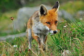 Red fox - Vulpes vulpes mammal,mammals,vulpes vulpes,Red fox,volpe,Chordates,Chordata,Mammalia,Mammals,Carnivores,Carnivora,Dog, Coyote, Wolf, Fox,Canidae,Asia,Africa,Common,Riparian,Terrestrial,Animalia,vulpes,Omnivorous,Vu