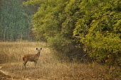 Sambar Deer - Rusa unicolor sambar deer,rusa unicolor,india,bandhavgarh national park,deer,artiodactyla,cervidae,Cervidae,Deer,Chordates,Chordata,Even-toed Ungulates,Artiodactyla,Mammalia,Mammals,Coniferous,Terrestrial,Rusa,Rain