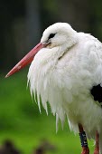 White stork - Ciconia ciconia White Stork,Ciconia ciconia,ciconiiformes,ciconidae,nesting,cicogna,Asia,Africa,Temperate,Flying,Animalia,Ciconia,Least Concern,Aves,Agricultural,ciconia,Ciconiidae,Carnivorous,Ciconiiformes,Europe,Ch