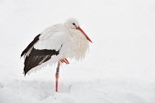 White stork - Ciconia ciconia cicogna bianca,White Stork,Ciconia ciconia,ciconiiformes,ciconidae,cicogna,snow,winter,Asia,Africa,Temperate,Flying,Animalia,Ciconia,Least Concern,Aves,Agricultural,ciconia,Ciconiidae,Carnivorous,Cico