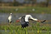 White stork - Ciconia ciconia White Stork,Ciconia ciconia,ciconiiformes,ciconidae,cicogna,Asia,Africa,Temperate,Flying,Animalia,Ciconia,Least Concern,Aves,Agricultural,ciconia,Ciconiidae,Carnivorous,Ciconiiformes,Europe,Chordata,I