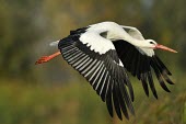 White stork - Ciconia ciconia White Stork,Ciconia ciconia,ciconiiformes,ciconidae,cicogna,Asia,Africa,Temperate,Flying,Animalia,Ciconia,Least Concern,Aves,Agricultural,ciconia,Ciconiidae,Carnivorous,Ciconiiformes,Europe,Chordata,I