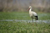 White stork - Ciconia ciconia white stork,ciconia ciconia,ciconiiformes,ciconidae,cicogna,nest,copulation,accoppiamento,nido,Asia,Africa,Temperate,Flying,Animalia,Ciconia,Least Concern,Aves,Agricultural,ciconia,Ciconiidae,Carnivor