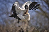 White stork - Ciconia ciconia white stork,ciconia ciconia,ciconiiformes,ciconidae,cicogna,nest,copulation,accoppiamento,nido,Asia,Africa,Temperate,Flying,Animalia,Ciconia,Least Concern,Aves,Agricultural,ciconia,Ciconiidae,Carnivor