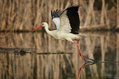 White stork - Ciconia ciconia white stork,ciconia ciconia,ciconiiformes,ciconidae,cicogna,Asia,Africa,Temperate,Flying,Animalia,Ciconia,Least Concern,Aves,Agricultural,ciconia,Ciconiidae,Carnivorous,Ciconiiformes,Europe,Chordata,I