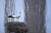 White stork - Ciconia ciconia white stork,ciconia ciconia,ciconiiformes,ciconidae,cicogna,snow,winter,Asia,Africa,Temperate,Flying,Animalia,Ciconia,Least Concern,Aves,Agricultural,ciconia,Ciconiidae,Carnivorous,Ciconiiformes,Europ