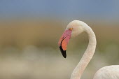 Greater Flamingo - Phoenicopterus roseus camargue,fenicotteri,fenicottero,flamingo,Greater Flamingo,Phoenicopterus roseus,Phoenicopteridae,Phoenicopteriformes,Ciconiiformes,Herons Ibises Storks and Vultures,Chordates,Chordata,Flamingos,Aves,