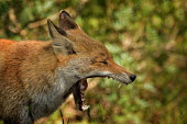 Red fox - Vulpes vulpes mammal,mammals,canidae,vulpes vulpes,red fox,fox,volpe,Chordates,Chordata,Mammalia,Mammals,Carnivores,Carnivora,Dog, Coyote, Wolf, Fox,Canidae,Asia,Africa,Common,Riparian,Terrestrial,Animalia,vulpes,O