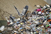 Looking for food wastfood,pollution,waste,dump,animals,ibis,heron,discarica,rifiuti,airone
