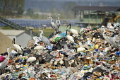 Observing wastfood,pollution,waste,dump,animals,ibis,heron,discarica,rifiuti,airone