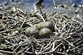 Black-winged Stilt - Himantopus himantopus - Eggs nido,uova,nest,nesting,Black-winged Stilt,stilt,cavaliere d'italia,Himantopus himantopus,Recurvirostridae,Charadriiformes,eggs,reproduction,riproduzione,italy,torrile,Charadriidae,Lapwings, Plovers,Ci