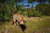 Red fox - Vulpes vulpes mammal,mammals,canidae,vulpes vulpes,red fox,fox,volpe,Chordates,Chordata,Mammalia,Mammals,Carnivores,Carnivora,Dog, Coyote, Wolf, Fox,Canidae,Asia,Africa,Common,Riparian,Terrestrial,Animalia,vulpes,O