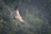 Griffon vulture - Gyps fulvus Massimiliano Sticca verdon,france,gorge,gyps fulvus,griffon vulture,avvoltoio,grifone,Accipitridae,Hawks, Eagles, Kites, Harriers,Chordates,Chordata,Aves,Birds,Ciconiiformes,Herons Ibises Storks and Vultures,Appendix II,Animalia,Terrestrial,fulvus,Temperate,Carnivorous,Least Concern,Europe,Africa,Falconiformes,Flying,Asia,Gyps,IUCN Red List