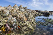 Limpets growing in dense patches on the intertidal platforms at Namaqua National Park, South Africa Coastline,Horizontal,Marine Protected Area,Namaqualand National Park,Northern Cape,South Africa,africa,african,color,colour,day,image,inter-tidal zone,limpets,marine invertebrates,photo,photograph,pho