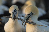 Cape gannet pair bonding with a discarded feather African bird,Birds,Cape Gannet,Horizontal,Islands,Malgas Island,Marine Protected Area,Outdoors,Seabirds,South Africa,Western Cape,adults playing with feather,africa,african wildlife,animal,avian,color