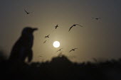 An African Penguin silhouetted at dusk as Cape Gannets fly in the background African Penguin,African conservation photography,Birds,Cape Gannet,Eastern Cape,Horizontal,Islands,Seabirds,Silhouette,South Africa,addo elephant national park,africa,african,algoa bay,bird island,col