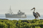 A small-pelagic fishing trawler at dawn and surrounded by seagulls Peter Chadwick African conservation photography,Birds,Coastline,Dassen Island,Horizontal,Islands,Marine Parks Photographic Survey,South Africa,Western Cape,africa,african,avian,bird,color,colour,commercial fishing,day,image,photo,photograph,photography,vertical,west coast