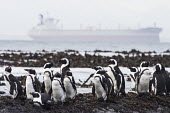 An Iron-ore tanker cruises past in the distance as endangered African Penguins rest on the coastline African Penguin,African conservation photography,Coastline,Horizontal,Islands,Marine Parks Photographic Survey,Robben Island,Seabirds,South Africa,Western Cape,World Heritage Site,africa,african,avian