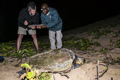 Loggerhead turtle tagging South Africa,cold blooded,iSimangaliso Wetland Park,photography,reptile,turtle,vertical