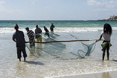 Trek-net fishers pulling in the net Coastline,Outdoors,Small Scale Subsistance Fishers,South Africa,Trek-Net Fishermen,Western Cape,africa,color,colour,day,fish,fish hoek beach,fishing,image,nature,net fishing,photography