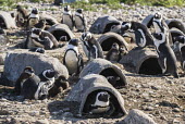 African Penguins amongst their artificial nest boxes on Deyer Island, Birds,De Hoop Nature Reserve & Marine Protected Area,Horizontal,Islands,Nesting,Outdoors,South Africa,Western Cape,africa,african,african penguins,color image,colour image,day,deyer island,endangered