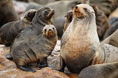 Brown fur seal - Arctocephalus pusillus Brown Fur Seal,Arctocephalus pusillus,seal,namibia,south africa,fur seal,otaria,Otariidae,Eared Seals,Carnivores,Carnivora,Chordates,Chordata,Mammalia,Mammals,Atlantic,Africa,pusillus,Appendix II,Carn