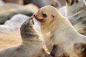 Brown fur seal - Arctocephalus pusillus Brown Fur Seal,Arctocephalus pusillus,seal,namibia,south africa,fur seal,otaria,Otariidae,Eared Seals,Carnivores,Carnivora,Chordates,Chordata,Mammalia,Mammals,Atlantic,Africa,pusillus,Appendix II,Carn