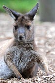 Wallaby resting, captive Marsupial,resting,Captive