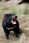 Tasmanian devil showing teeth, captive Marsupial,teeth,Captive,Mammalia,Mammals,Dasyuridae,Chordates,Chordata,Marsupial Carnivores,Dasyuromorphia,Endangered,Australia,harrisii,Sarcophilus,Temperate,Terrestrial,Animalia,Agricultural,Carnivo