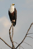 African fish eagle perched Bird,perched,Wild,Chordates,Chordata,Aves,Birds,Accipitridae,Hawks, Eagles, Kites, Harriers,Ciconiiformes,Herons Ibises Storks and Vultures,Falconiformes,Fresh water,Haliaeetus,Animalia,Flying,Africa,