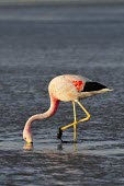 Flamingo in water Bird,pink,Wild