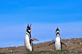 Pair of magellanic penguins calling Bird,calling,penguin,display,Wild,Spheniscidae,Penguins,Chordates,Chordata,Ciconiiformes,Herons Ibises Storks and Vultures,Aves,Birds,Spheniscus,Terrestrial,Near Threatened,South America,Ocean,Carnivo